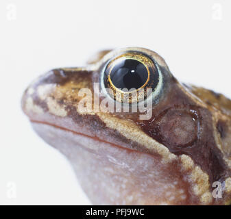 Comune Europeo (Rana temporaria rana), la testa di profilo Foto Stock