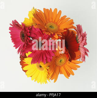 Cluster di Gerbera le teste dei fiori, arancione, giallo, rosa e rosso Foto Stock