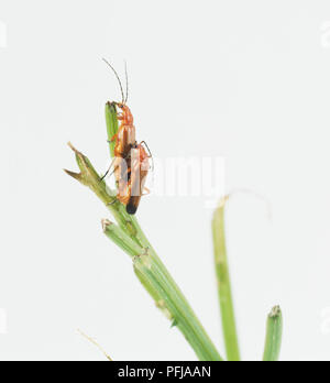 Due coleotteri marrone coniugata di una foglia Foto Stock