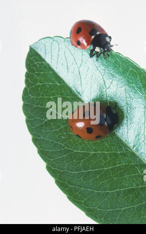 Due sette-spotted coccinelle (Coccinella septempunctata), su una foglia Foto Stock