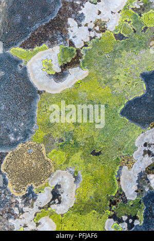 Mappa colorata lichen su una roccia Foto Stock