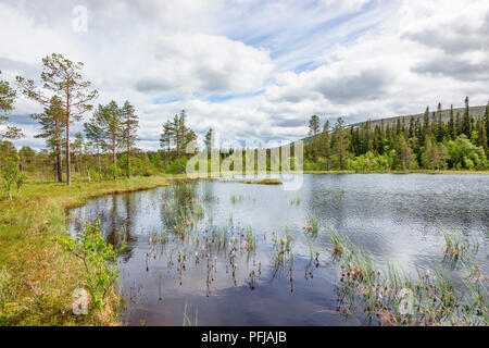 Lungolago in un bog nel bosco selvatico Foto Stock