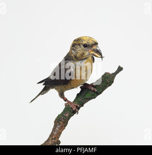 Scottish Crossbill (Loxia scotica), femmina bird appollaiate sul ramo Foto Stock