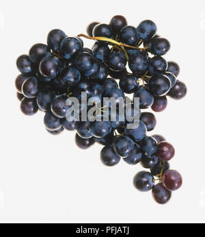 Grappolo di uva nera Foto Stock