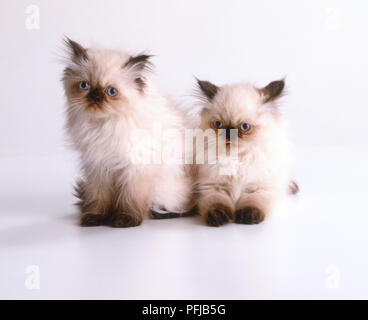 Due gattini persiano (felis catus) Foto Stock