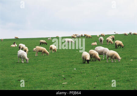 Gregge di pecore al pascolo in un campo Foto Stock