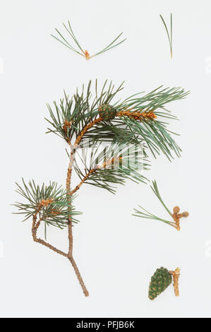 Rametto, foglie e semi di Pinus muricata (Vescovo pino) Foto Stock