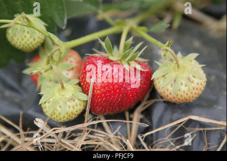 Rosso fragole mature tra i frutti acerbi, close-up Foto Stock