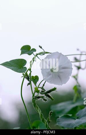 Ipomea purpurea (gloria di mattina), fiore bianco con gambo attorcigliato Foto Stock