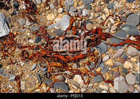 Red alghe brune su di una spiaggia di ciottoli di South Devon England Regno Unito Foto Stock