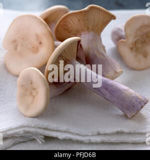 Gruppo di Lepista saeva (campo blewit) su un panno Foto Stock