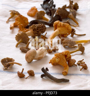 Appena raccolto funghi, compresi chanterelle, porcini, morel e corno di abbondanza su un panno Foto Stock