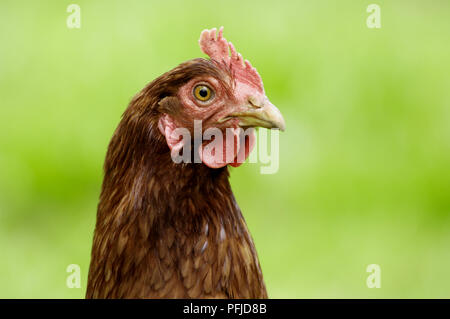 Hen (Gallus gallus) Foto Stock