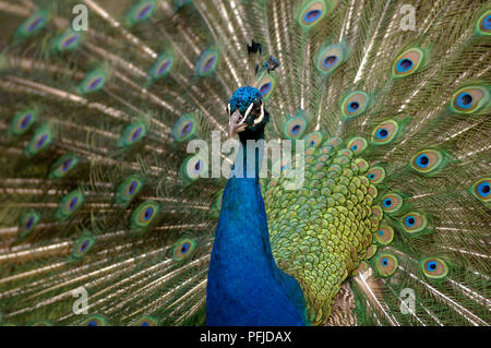 Peacock (Pavo cristatus) con le sue piume visualizzati, close-up Foto Stock