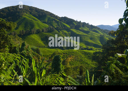 Malaysia, lussureggiante paesaggio di rotolamento a Gunung Brinchang Foto Stock