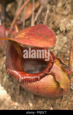 Malaysia Sabah, Kinabalu National Park, Nepenthes x kinabaluensis (Kinabalu pianta brocca), close-up Foto Stock