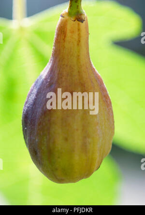 Fig appeso da albero, close-up Foto Stock