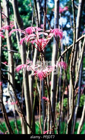 Toona sinensis (Cina) in mogano, rami di alberi con foglie di colore rosa, close-up Foto Stock