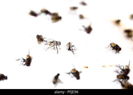 Messa a fuoco selezionata close up fly catturati su adesiva di colla sulla carta Foto Stock