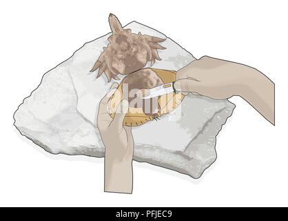 Illustrazione Digitale dell'uomo utilizzando il coltello carne dal corpo di appena pescato granchi Foto Stock