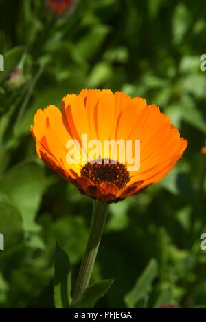 Calendula 'principe indiano' (Calendula), fiore di arancia testa, clsoe-up Foto Stock