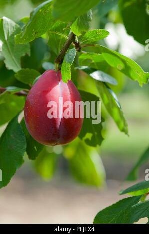 Prugna "Giant Prune' sul ramo, close-up Foto Stock