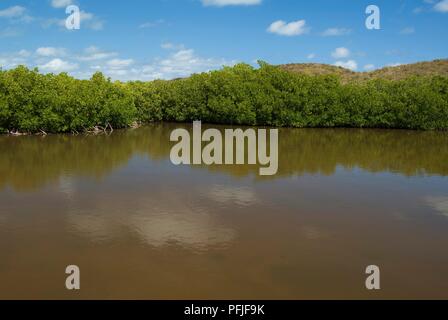 Puerto Rico, Las Cabezas de San Juan, laguna di mangrovie in riserva naturale Foto Stock