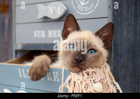 Siamese gattino, tailandese, 10 settimane di età, giacente in un cassetto di un armadio Foto Stock