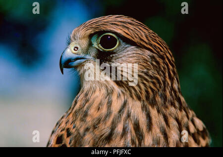 Krestel comune (Falco tinnunculus), noto anche come Unione krestel, Eurasian krestel o il Vecchio Mondo krestel. Il sud della Spagna. L'Europa. Foto Stock