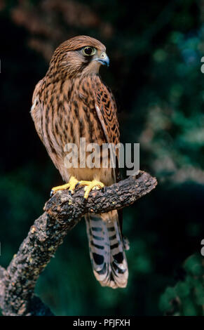 Krestel comune (Falco tinnunculus) su un ramo, conosciuto anche come Unione krestel, Eurasian krestel o il Vecchio Mondo krestel. Il sud della Spagna. L'Europa. Foto Stock