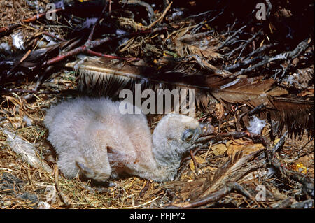 Avvoltoio o Eurasian grifone (Gyps fulvus) - nido con un pulcino. Il sud della Spagna. Europa Foto Stock