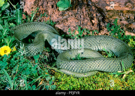 Montpellier snake (Malpolon monspessulanus) Foto Stock