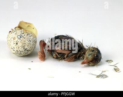 Le quaglie giapponesi (coturnix japonica) nati da uova, vista laterale Foto Stock