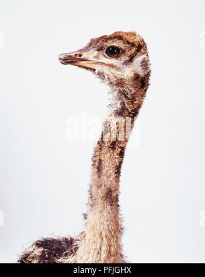 Testa di un giovane (struzzo Struthio camelus), profilo Foto Stock