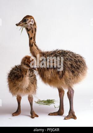 Due baby struzzi (Struthio camelus) a differenti stadi di sviluppo, uno mangia erba Foto Stock