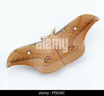 Cinese di seta di quercia tarma (Antheraea pernyi) Foto Stock