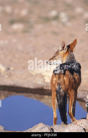 Canis mesomelas (nero-backed jackal). Famiglia Canidae. Vista posteriore del Black-Backed Jackal con foro di irrigazione in background. Foto Stock