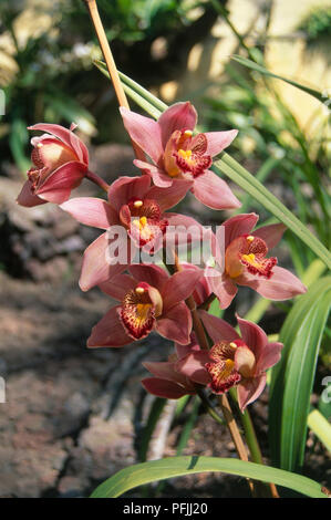 Fiori di colore rosa e foglie di Cymbidium sp. (Barca orchid), close-up Foto Stock