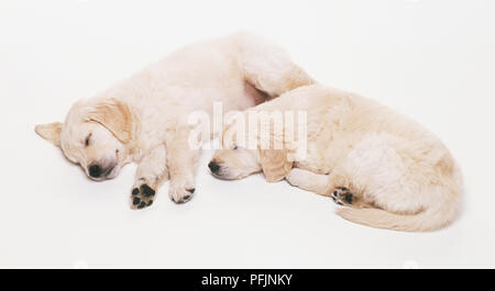 Due Golden Retriever cuccioli (canis familiaris) dormendo sul pavimento, vista laterale. Foto Stock