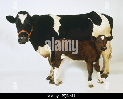 Bianco e nero vacca domestica (Bos taurus) e marrone e bianco di vitello, rivolti in direzioni opposte, vista laterale Foto Stock