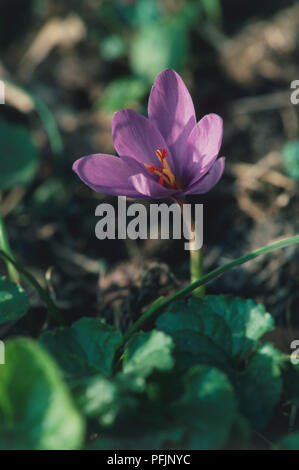 Crocus medius, fiore viola, close up Foto Stock