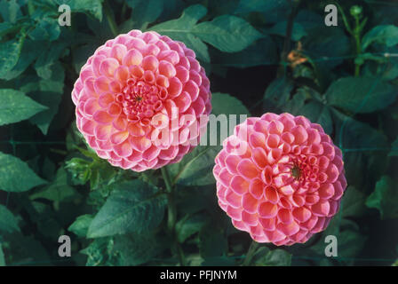 Dahlia 'Wootton Cupido', due rosa fiori dalia Foto Stock