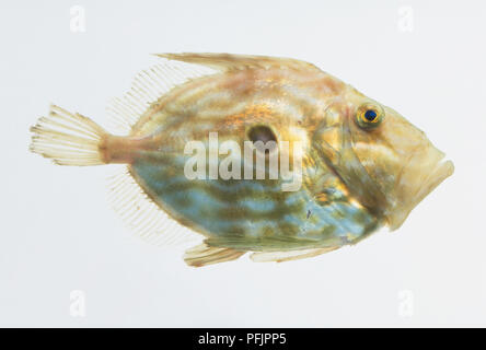 John Dory pesce (Zeus faber), vista laterale Foto Stock