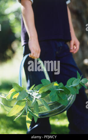 Uomo che porta di menta fresca e salvia piccioli nel cestello di metallo, vista laterale Foto Stock