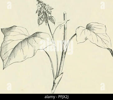 . Allevamento di animali da latte : essendo la teoria, pratica e i metodi di produzione di latte. Aziende lattiere; stabilimenti lattiero-caseari; latte piante. 1(13 INDUSTRIA LATTIERO-CASEARIA. vero pascolo erbe; il succulento di zucchero-eaue e i nobili bambù simili appartengono a questo ordine. Il riso da sola fornisce più cibo per la razza umana rispetto a qualsiasi altra specie, e probabilmente di nove decimi di piante in un (irdiiiary jiasturc naturale sono veri graminacee. Prima di dare un breve resoconto delle più importanti erbe di pascolo sarà necessario spendere un paio di parole sulla struttura dell'erba-jilant e il suo fiore e indicare i mezzi di dis- tinguishi Foto Stock