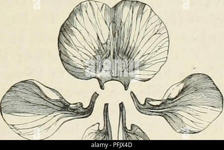 . Allevamento di animali da latte : essendo la teoria, pratica e i metodi di produzione di latte. Aziende lattiere; stabilimenti lattiero-caseari; latte piante. '^' Fig. 50.-foglia di rosa. acqua rispetto alle precedenti al di fuori delle foglie, e su tutto questo vegetale può essere considerato più nutriente la rapa. Savoia, i cavoli di Bruxelles, Scotch kale e cavolo rosso sono tutte le varietà di cavolo comune; così come lo sono i eauliilower e broc- coli, in entrambe le quali un gran numero di molto imperfetta fiori sono affollate insieme per formare le teste di bianco così tanto gradita ai nostri tavoli. Il kohl-rabi è una varietà in cui lo stelo è ingrandita in un carnoso t Foto Stock