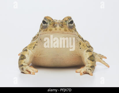 Comune Europeo (Rana temporaria rana), vista frontale, close up Foto Stock