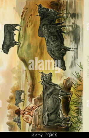 . Allevamento di animali da latte : essendo la teoria, pratica e i metodi di produzione di latte. Aziende lattiere; stabilimenti lattiero-caseari; latte piante. !B!5a.sÂ"f" â -?s&GT;"- -SB. Si prega di notare che queste immagini vengono estratte dalla pagina sottoposta a scansione di immagini che possono essere state migliorate digitalmente per la leggibilità - Colorazione e aspetto di queste illustrazioni potrebbero non perfettamente assomigliano al lavoro originale. Sheldon, Giovanni Principe. London ; New York : Cassell Petter, Galpin &AMP; Co. Foto Stock