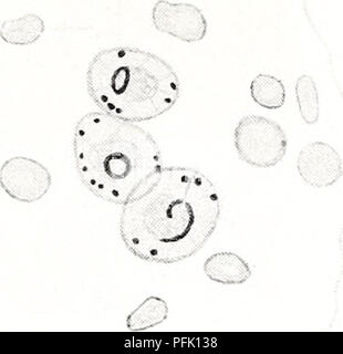 . Osservazioni citologico sul Endamoeba blattae. Cellule; Endamoeba blattae. 75. 77 76 74 78 * ••- • • PIASTRA VI. Si prega di notare che queste immagini vengono estratte dalla pagina sottoposta a scansione di immagini che possono essere state migliorate digitalmente per la leggibilità - Colorazione e aspetto di queste illustrazioni potrebbero non perfettamente assomigliano al lavoro originale. Meglitsch, Paolo A. (Paul Allen), 1914-. Urbana, la University of Illinois premere Foto Stock