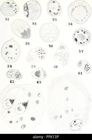 . Osservazioni citologico sul Endamoeba blattae. Cellule; Endamoeba blattae. 67 64 68 65 PIASTRA IV. Si prega di notare che queste immagini vengono estratte dalla pagina sottoposta a scansione di immagini che possono essere state migliorate digitalmente per la leggibilità - Colorazione e aspetto di queste illustrazioni potrebbero non perfettamente assomigliano al lavoro originale. Meglitsch, Paolo A. (Paul Allen), 1914-. Urbana, la University of Illinois premere Foto Stock